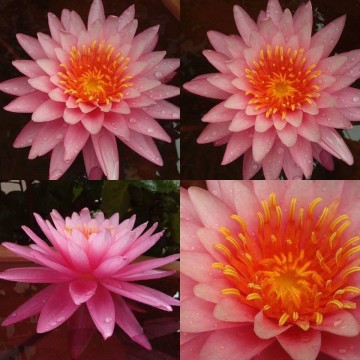 Nymphaea bua rapee matthijs hazeleger water lilies nelumbogarden waterlilies 4.jpg