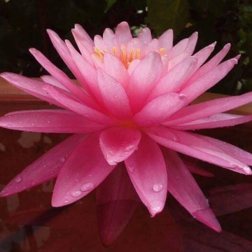 Nymphaea bua rapee matthijs hazeleger water lilies nelumbogarden waterlilies 6.jpg