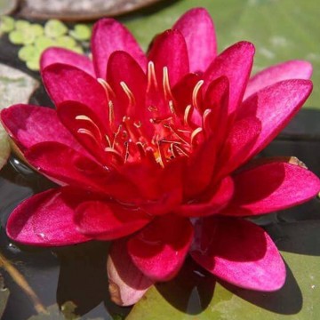 Nymphaea burgundy princess nelumbogarden waterlilies 1