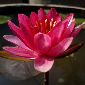 Nymphaea burgundy princess nelumbogarden waterlilies 2