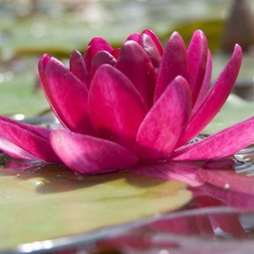 Nymphaea burgundy princess nelumbogarden waterlilies 3