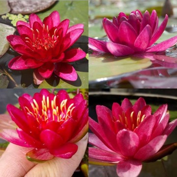 Nymphaea burgundy princess nelumbogarden waterlilies 4