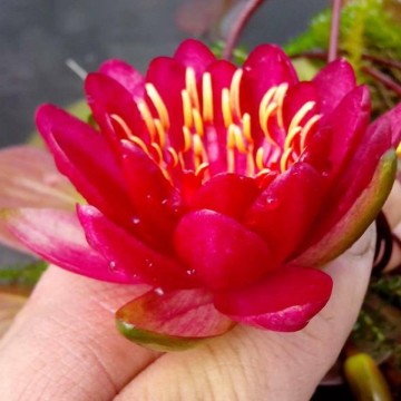 Nymphaea burgundy princess nelumbogarden waterlilies 5