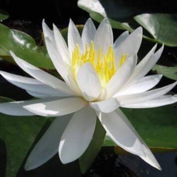 Nymphaea caroliniana nivea nelumbogarden waterlilies 1