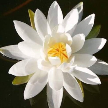 Nymphaea caroliniana nivea nelumbogarden waterlilies 5