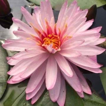 Nymphaea chatrat nelumbogarden waterlilies 1