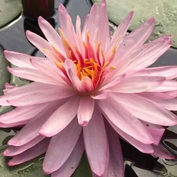 Nymphaea chatrat nelumbogarden waterlilies 5