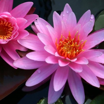 Nymphaea chompoo nix nelumbogarden matthis hazeleger water lilies 3 0.jpg