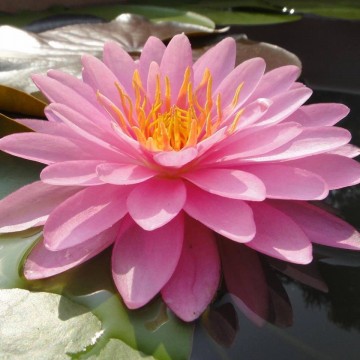 Nymphaea chompoo pairat nelumbo garden water lilies matthijs hazeleger waterlilies 4.jpg