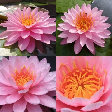 Nymphaea chompoo pairat nelumbo garden water lilies matthijs hazeleger waterlilies 6.jpg