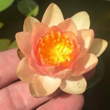Nymphaea chrysantha matthijs hazeleger nelumbo garden waterlelies 4
