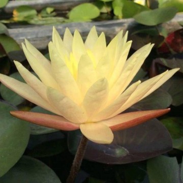 Nymphaea cliff tiffany nelumbogarden waterlilies 1