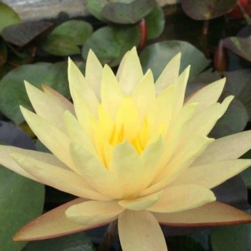 Nymphaea cliff tiffany nelumbogarden waterlilies 2