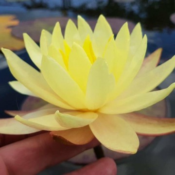 Nymphaea cliff tiffany nelumbogarden waterlilies 4