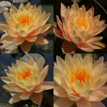 Nymphaea clyde ikins nelumbogarden waterlilies 2