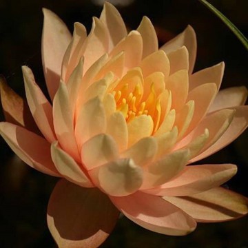 Nymphaea clyde ikins nelumbogarden waterlilies 4