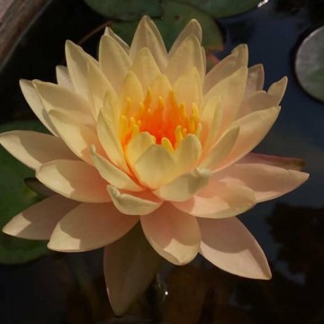 Nymphaea clyde ikins nelumbogarden waterlilies 5
