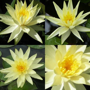 Nymphaea colonel a j welch nelumbogarden waterlilies 2