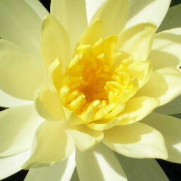 Nymphaea colonel a j welch nelumbogarden waterlilies 4