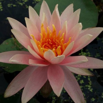 Nymphaea colorado nelumbogarden waterlilies 1
