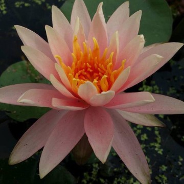 Nymphaea colorado nelumbogarden waterlilies 2