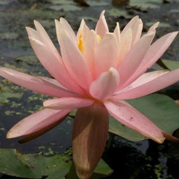 Nymphaea colorado nelumbogarden waterlilies 4