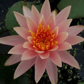 Nymphaea colorado nelumbogarden waterlilies 5