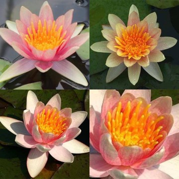 Nymphaea comanche nelumbogarden waterlilies 4