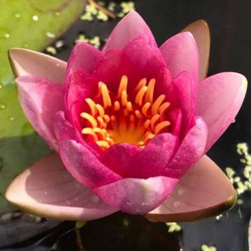 Nymphaea conqueror nelumbogarden waterlilies 1