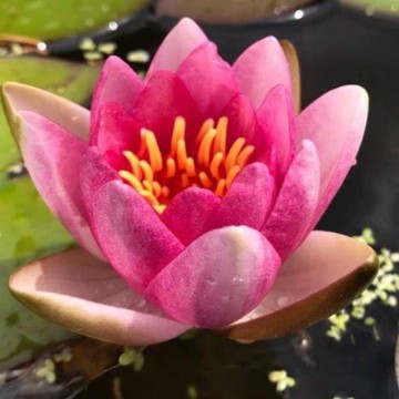 Nymphaea conqueror nelumbogarden waterlilies 4