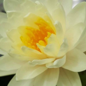 Nymphaea denver nelumbogarden waterlilies  2