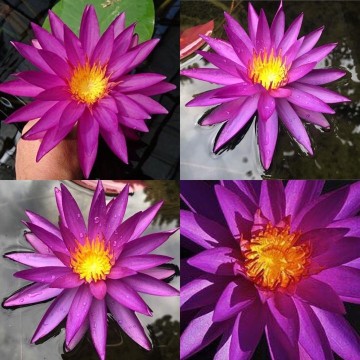 Nymphaea detective erika nelumbogarden waterlilies 11