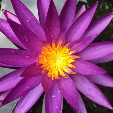 Nymphaea detective erika nelumbogarden waterlilies 2