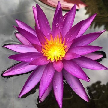 Nymphaea detective erika nelumbogarden waterlilies 4