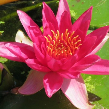 Nymphaea escarboucle nelumbogarden waterlilies 1