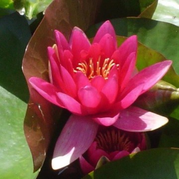 Nymphaea escarboucle nelumbogarden waterlilies 3