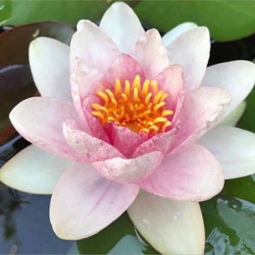 Nymphaea fabiola nelumbogarden waterlilies  3