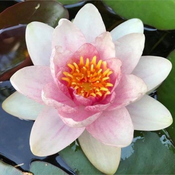 Nymphaea fabiola nelumbogarden waterlilies  6