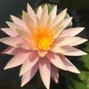 Nymphaea fairy skirt nelumbogarden waterlilies 3