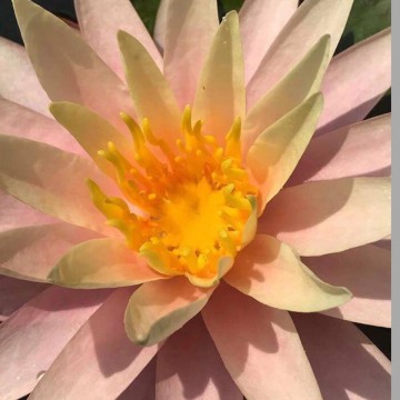 Nymphaea fairy skirt nelumbogarden waterlilies 4