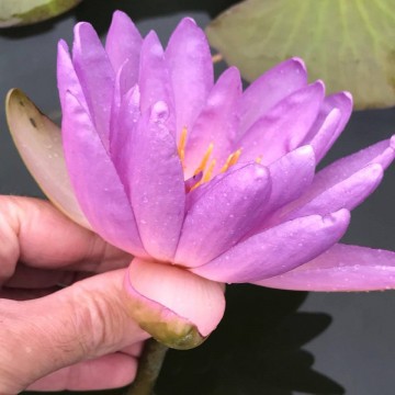 Nymphaea fay mcdonald 1 nelumbogarden waterlilies 2