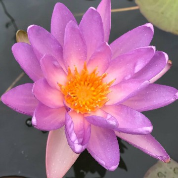 Nymphaea fay mcdonald 1 nelumbogarden waterlilies 3