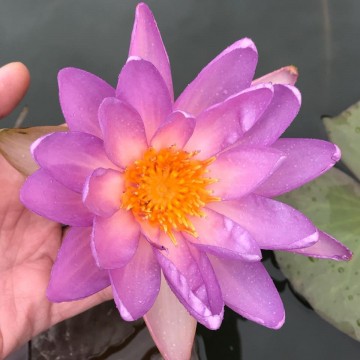 Nymphaea fay mcdonald 1 nelumbogarden waterlilies 4