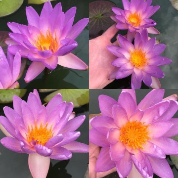 Nymphaea fay mcdonald 1 nelumbogarden waterlilies 5