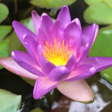 Nymphaea fay mcdonald 2 nelumbogarden waterlilies 1