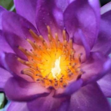 Nymphaea fay mcdonald 2 nelumbogarden waterlilies 5