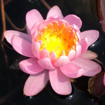 Nymphaea fire crest nelumbogarden waterlilies 2