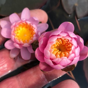 Nymphaea fire crest nelumbogarden waterlilies 4