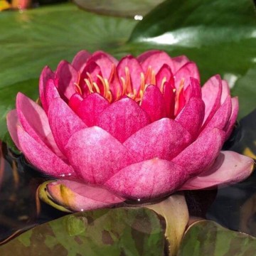 Nymphaea fireball  matthijs hazeleger nelumbo garden waterlelies 1
