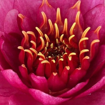 Nymphaea fireball  matthijs hazeleger nelumbo garden waterlelies 2